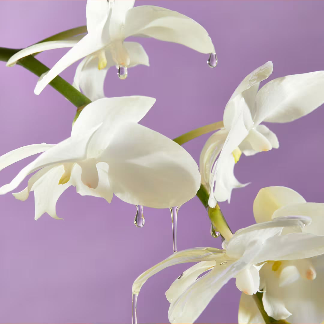 #aroma_Island Orchid