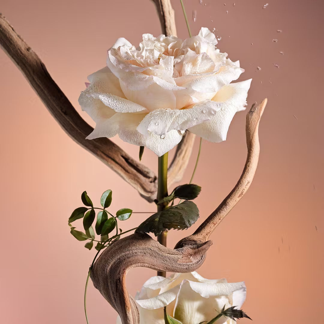 #aroma_Santal Bloom