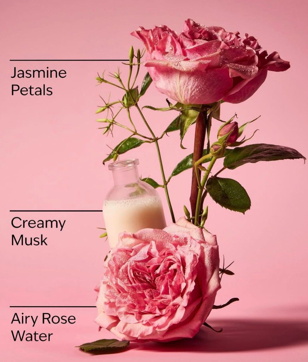 Set Rose