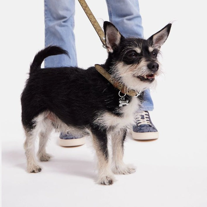 Boxed Small Pet Collar In Signature Canvas